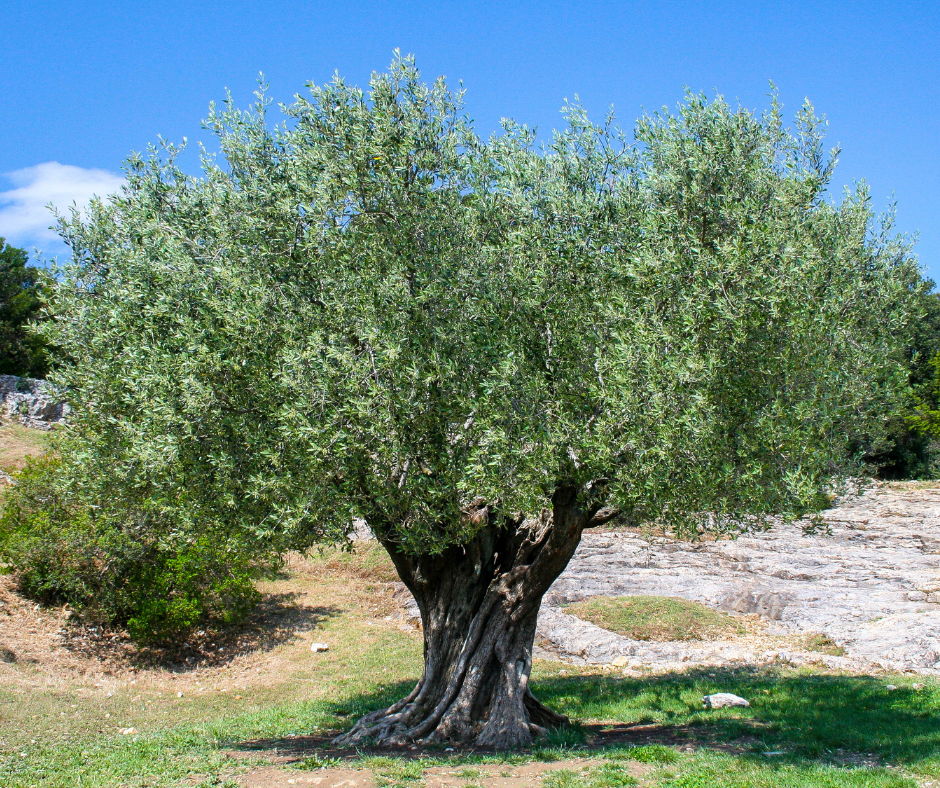 L’arte della Potatura dell’Olivo